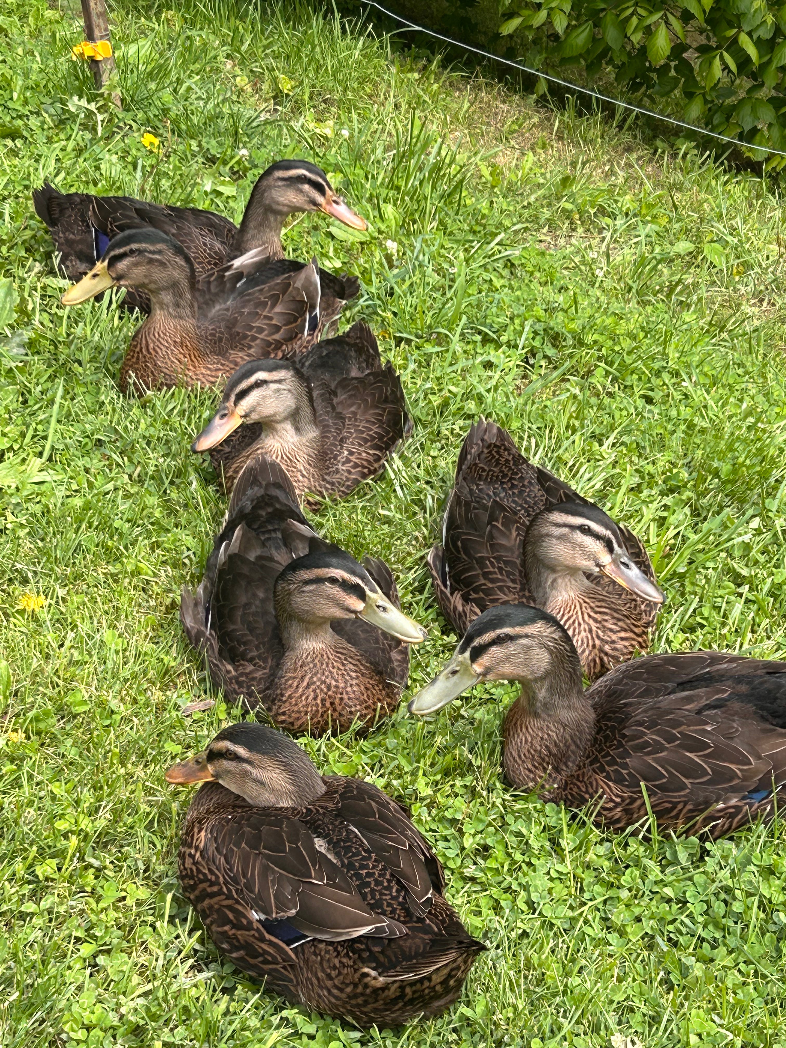 Duck Eggs