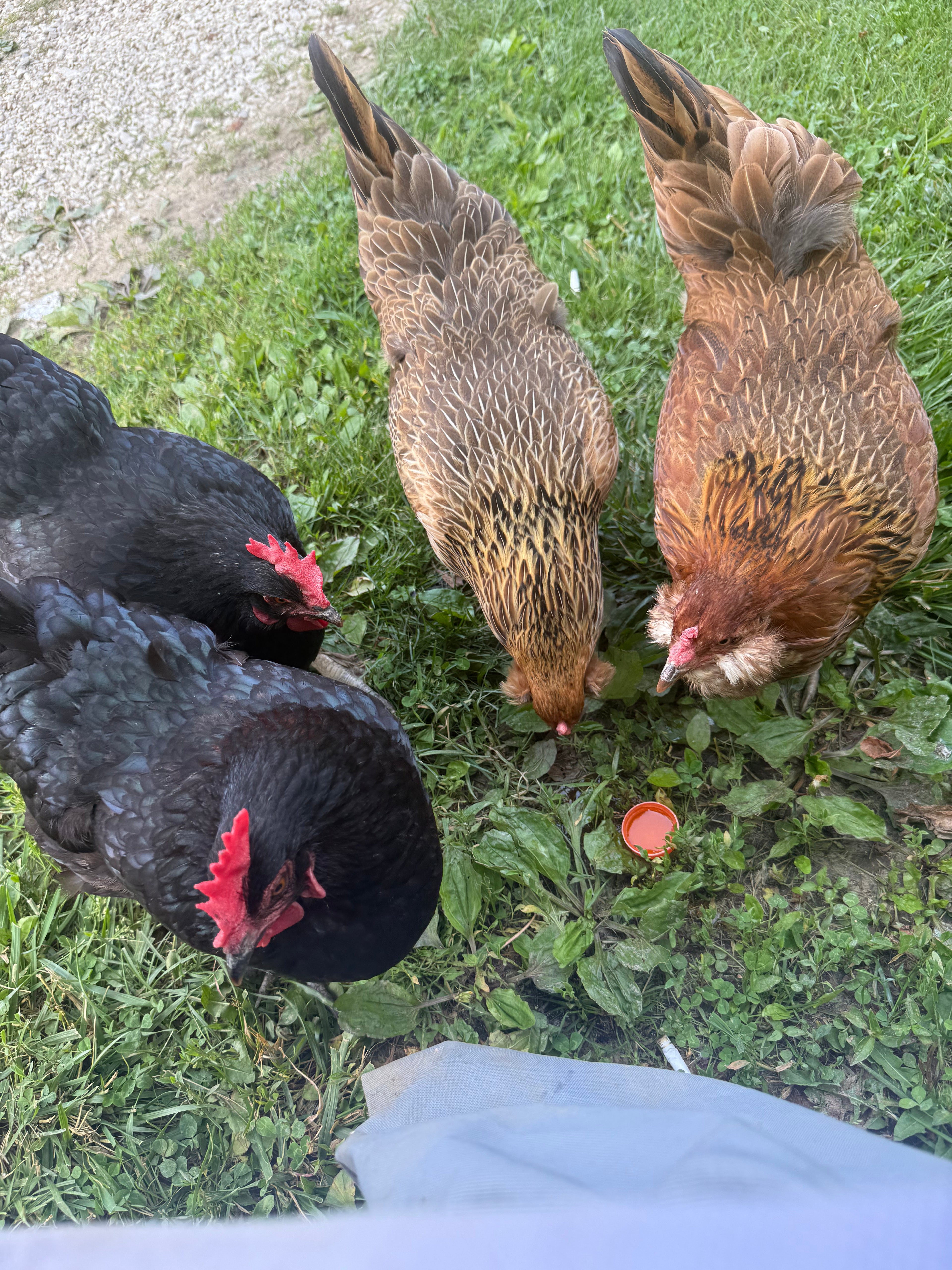 Chicken Eggs